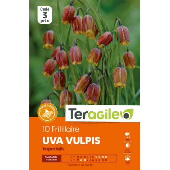 Fritillaria uva-vulpis - 10 bulbes à planter de Teragile - produits pour le jardin dans Fritillaire en bulbes
