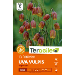 Fritillaria uva-vulpis - 10 bulbes à planter de Teragile - produits pour le jardin dans Fritillaire en bulbes