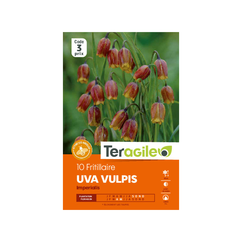 Fritillaria uva-vulpis - 10 bulbes à planter de Teragile - produits pour le jardin dans Fritillaire en bulbes