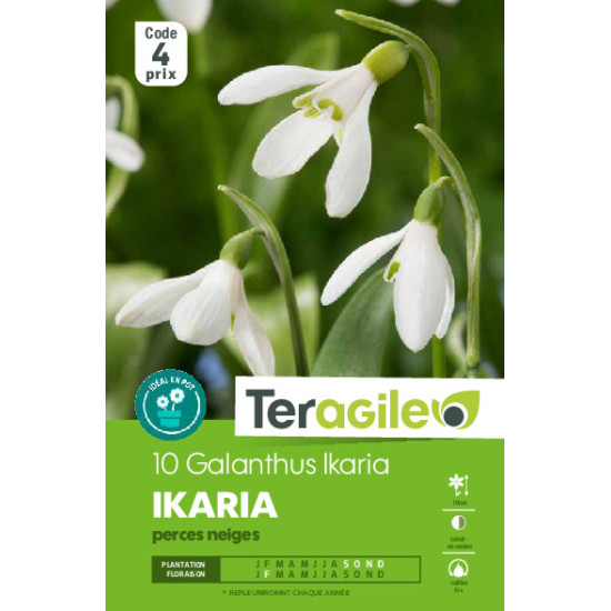 Galanthus ikaria - 10 bulbes à planter de Teragile - produits pour le jardin dans Autres bulbes