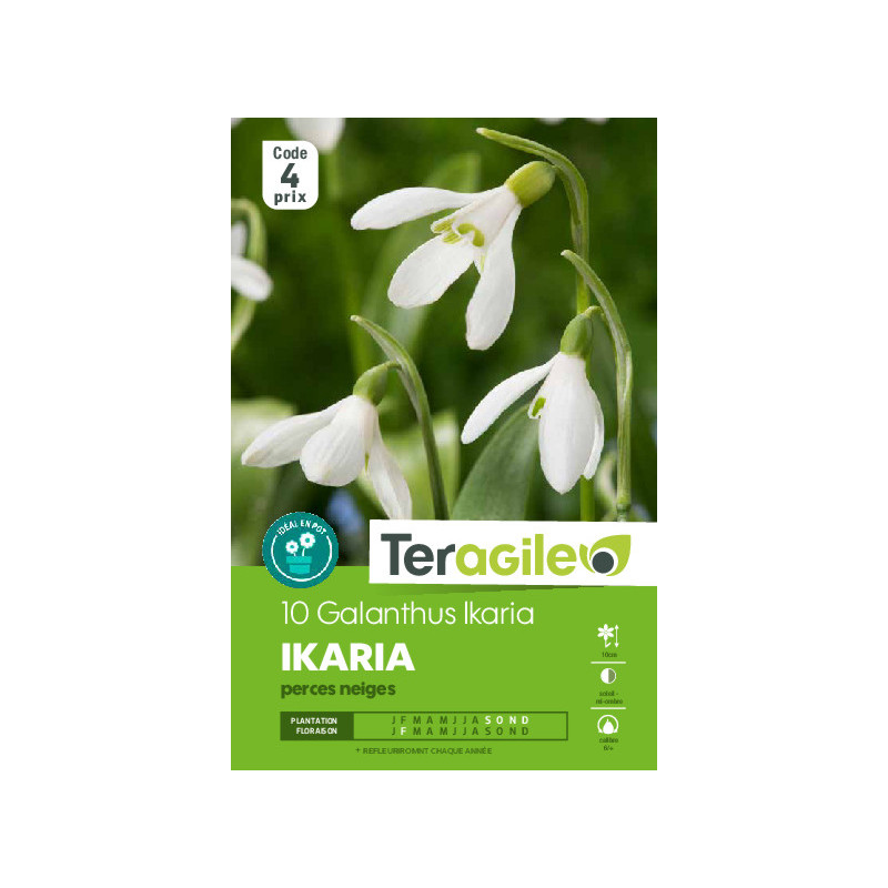 Galanthus ikaria - 10 bulbes à planter de Teragile - produits pour le jardin dans Autres bulbes