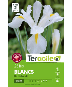 Iris hollandica blancs - 25 bulbes à planter de Teragile - produits pour le jardin dans Iris en bulbes