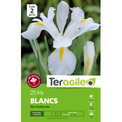 Iris hollandica blancs - 25 bulbes à planter de Teragile - produits pour le jardin dans Iris en bulbes