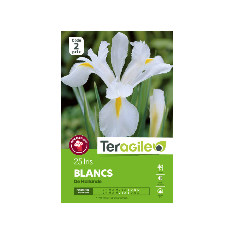 Iris hollandica blancs - 25 bulbes à planter de Teragile - produits pour le jardin dans Iris en bulbes