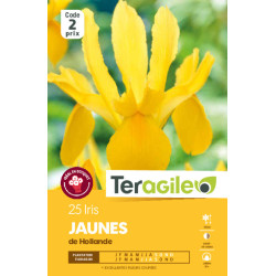 Iris hollandica jaunes - 25 bulbes à planter de Teragile - produits pour le jardin dans Iris en bulbes