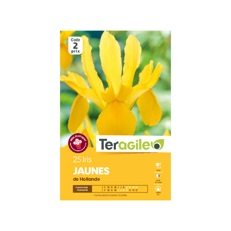 Iris hollandica jaunes - 25 bulbes à planter de Teragile - produits pour le jardin dans Iris en bulbes