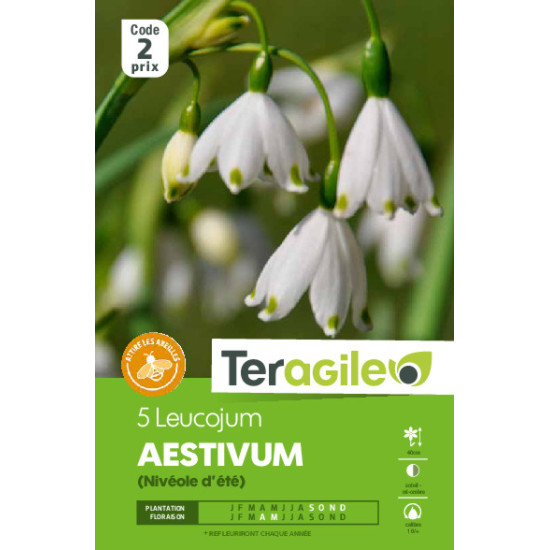 Leucojum aestivum - 5 bulbes à planter de Teragile - produits pour le jardin dans Autres bulbes
