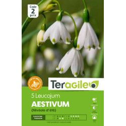 Leucojum aestivum - 5 bulbes à planter de Teragile - produits pour le jardin dans Autres bulbes