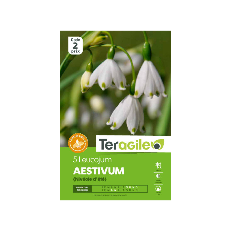 Leucojum aestivum - 5 bulbes à planter de Teragile - produits pour le jardin dans Autres bulbes
