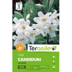 Lilium candidum. lis blanc - 1 bulbes à planter de Teragile - produits pour le jardin dans Lis en bulbes