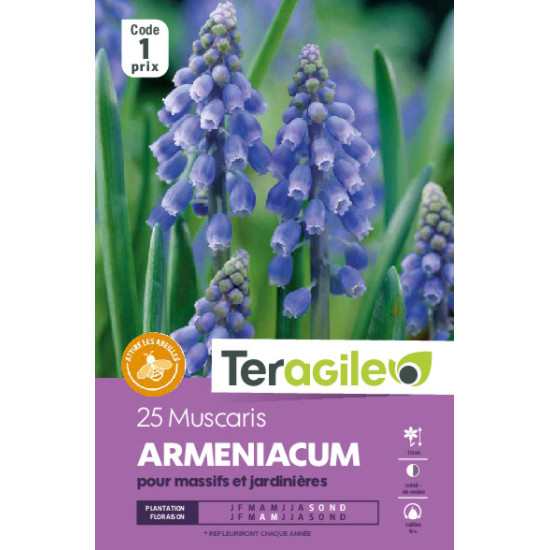 Muscaris armeniacum - 25 bulbes à planter de Teragile - produits pour le jardin dans Muscari en bulbes