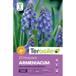 Muscaris armeniacum - 25 bulbes à planter de Teragile - produits pour le jardin dans Muscari en bulbes