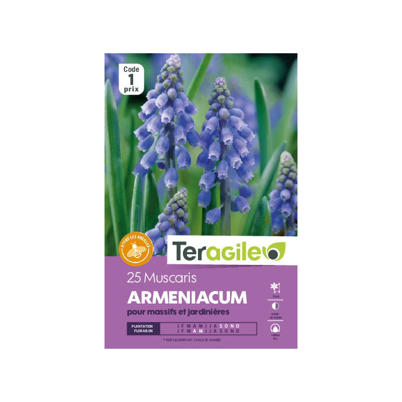 Muscaris armeniacum - 25 bulbes à planter de Teragile - produits pour le jardin dans Muscari en bulbes
