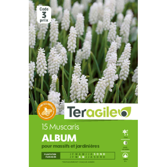 Muscaris album - 15 bulbes à planter de Teragile - produits pour le jardin dans Muscari en bulbes