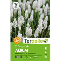 Muscaris album - 15 bulbes à planter de Teragile - produits pour le jardin dans Muscari en bulbes