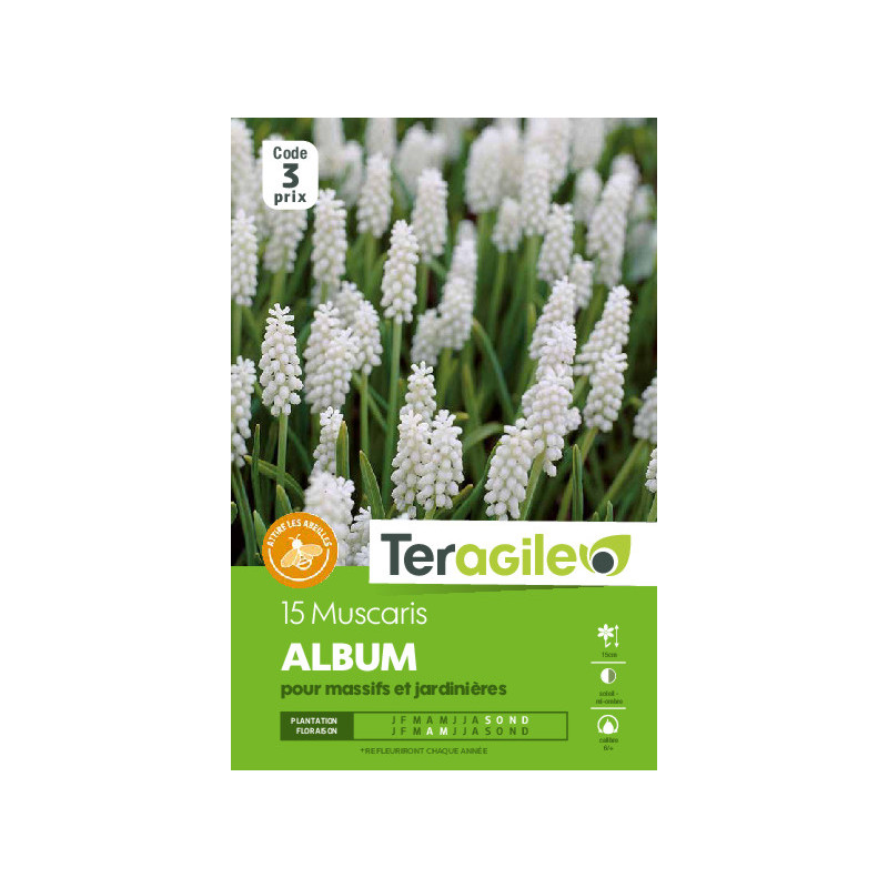Muscaris album - 15 bulbes à planter de Teragile - produits pour le jardin dans Muscari en bulbes
