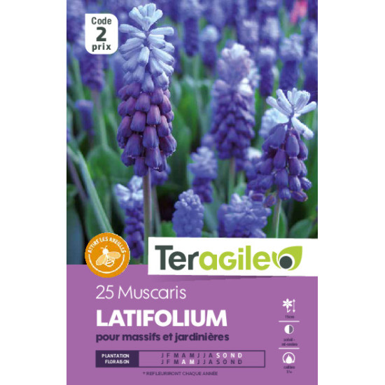 Muscaris latifolium - 25 bulbes à planter de Teragile - produits pour le jardin dans Muscari en bulbes