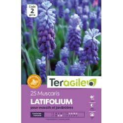 Muscaris latifolium - 25 bulbes à planter de Teragile - produits pour le jardin dans Muscari en bulbes