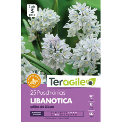 Puschkinia libanotica - 25 bulbes à planter de Teragile - produits pour le jardin dans Autres bulbes