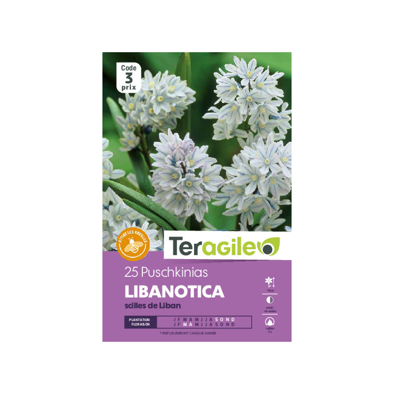 Puschkinia libanotica - 25 bulbes à planter de Teragile - produits pour le jardin dans Autres bulbes