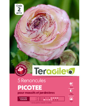Renoncules rose et blanc - 5 bulbes à planter de Teragile - produits pour le jardin dans Renoncule en bulbes