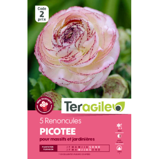 Renoncules rose et blanc - 5 bulbes à planter de Teragile - produits pour le jardin dans Renoncule en bulbes