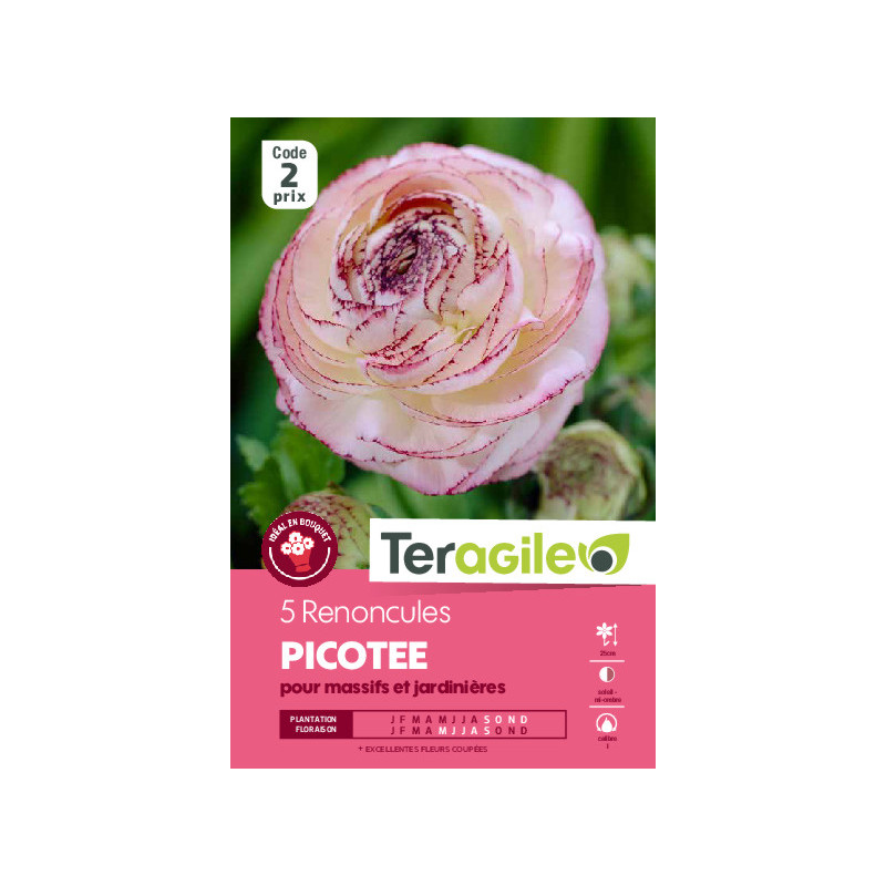 Renoncules rose et blanc - 5 bulbes à planter de Teragile - produits pour le jardin dans Renoncule en bulbes