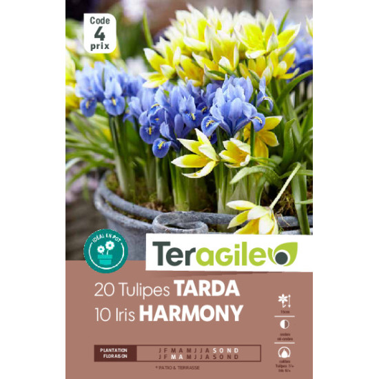 Iris harmony/20 tulipes tarda - 10 bulbes à plan de Teragile - produits pour le jardin dans Iris en bulbes