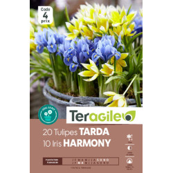 Iris harmony/20 tulipes tarda - 10 bulbes à plan de Teragile - produits pour le jardin dans Iris en bulbes