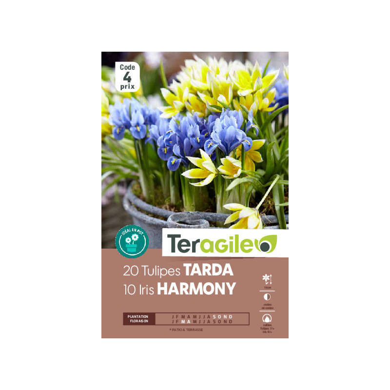 Iris harmony/20 tulipes tarda - 10 bulbes à plan de Teragile - produits pour le jardin dans Iris en bulbes