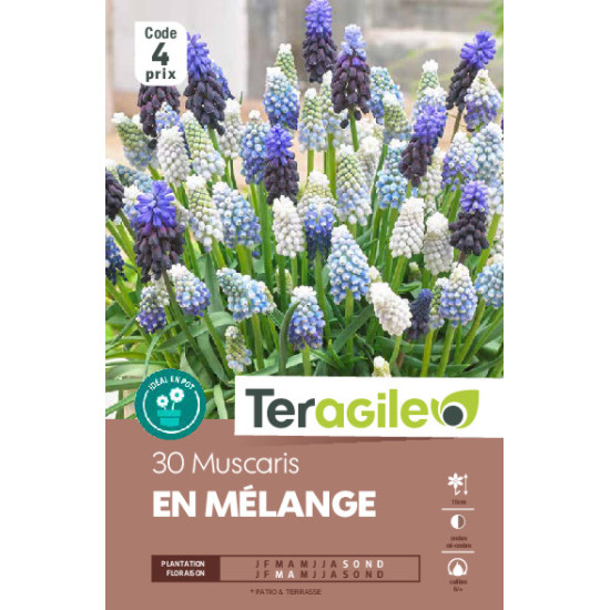 Muscaris mix - 30 bulbes à planter de Teragile - produits pour le jardin dans Muscari en bulbes