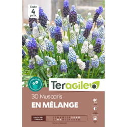 Muscaris mix - 30 bulbes à planter de Teragile - produits pour le jardin dans Muscari en bulbes