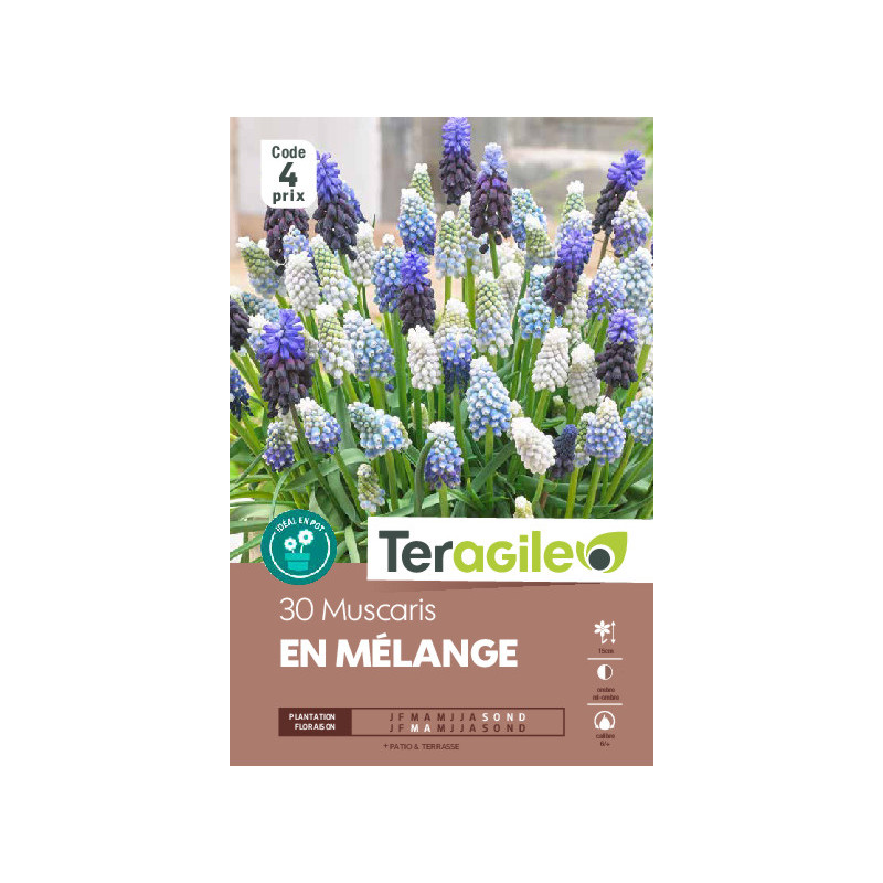 Muscaris mix - 30 bulbes à planter de Teragile - produits pour le jardin dans Muscari en bulbes
