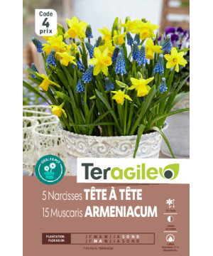 Narcisses tête a tête/15 muscaris - 5 bulbes à p de Teragile - produits pour le jardin dans Narcisse - Jonquille en bulbes