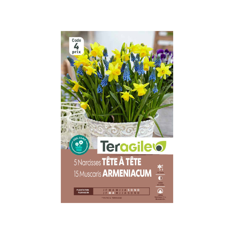 Narcisses tête a tête/15 muscaris - 5 bulbes à p de Teragile - produits pour le jardin dans Narcisse - Jonquille en bulbes