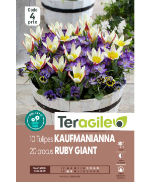 Tulipes kaufmanianna x10 +crocus botaniques x20 de Teragile - produits pour le jardin dans Tulipe en bulbes