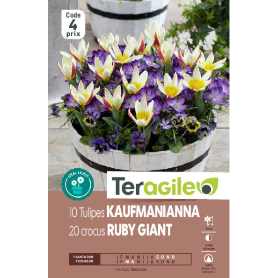 Tulipes kaufmanianna x10 +crocus botaniques x20 de Teragile - produits pour le jardin dans Tulipe en bulbes