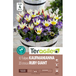 Tulipes kaufmanianna x10 +crocus botaniques x20 de Teragile - produits pour le jardin dans Tulipe en bulbes