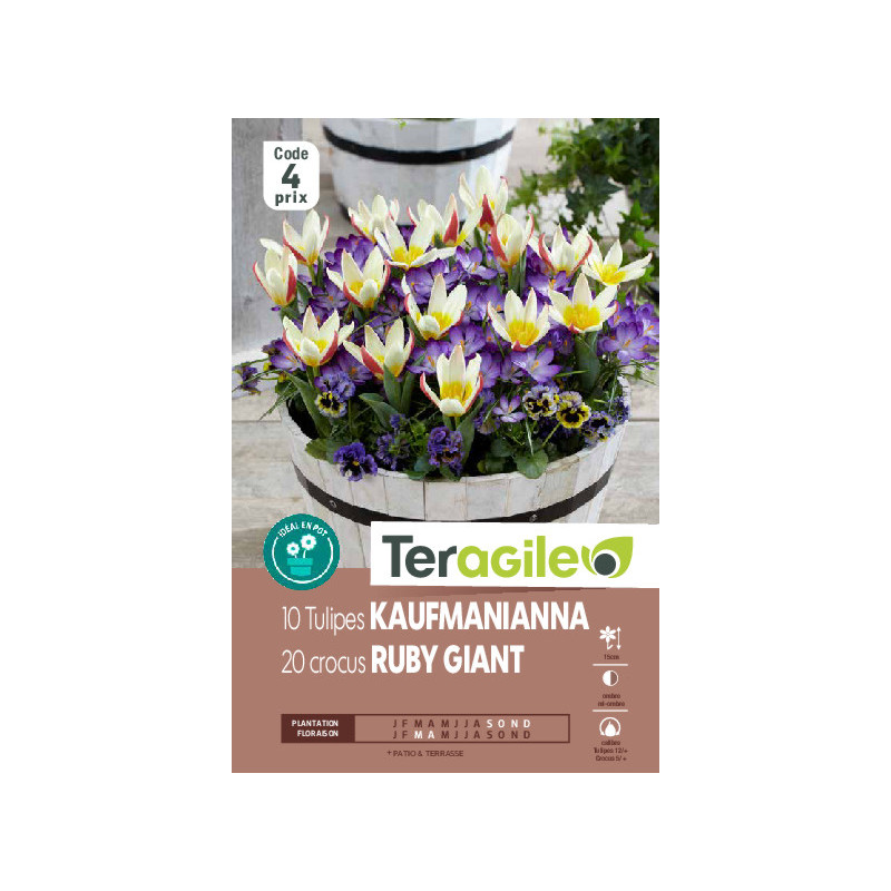 Tulipes kaufmanianna x10 +crocus botaniques x20 de Teragile - produits pour le jardin dans Tulipe en bulbes