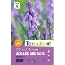 Scilles des bois - 12 bulbes à planter de Teragile - produits pour le jardin dans Autres bulbes