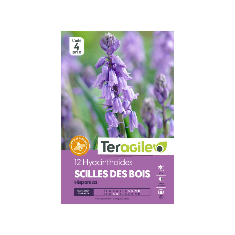 Scilles des bois - 12 bulbes à planter de Teragile - produits pour le jardin dans Autres bulbes