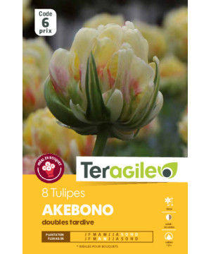 Tulipes akebono calibre 12/+ x8 de Teragile - produits pour le jardin dans Tulipe en bulbes