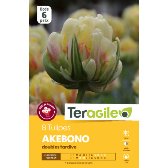 Tulipes akebono calibre 12/+ x8 de Teragile - produits pour le jardin dans Tulipe en bulbes