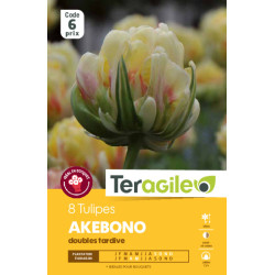 Tulipes akebono calibre 12/+ x8 de Teragile - produits pour le jardin dans Tulipe en bulbes