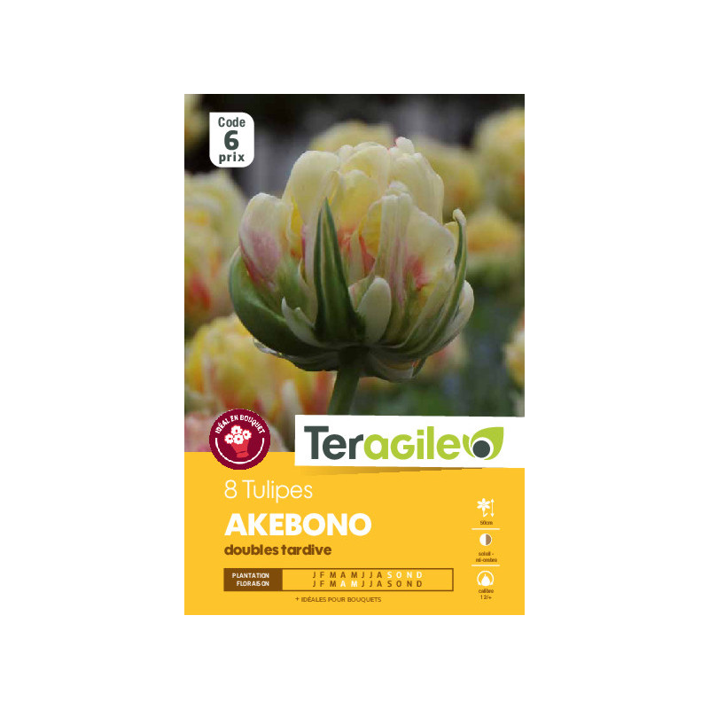Tulipes akebono calibre 12/+ x8 de Teragile - produits pour le jardin dans Tulipe en bulbes