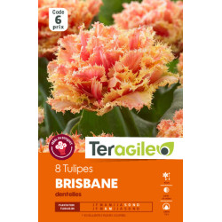 Tulipes brisbane calibre 11/+ x8 de Teragile - produits pour le jardin dans Tulipe en bulbes