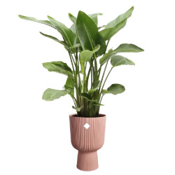 Pot vibes fold coupe 30cm rose poudré de Elho - Pot en plastique de qualité dans E029