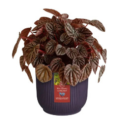 Pot the winery collection 16cm mauve foncé de Elho - Pot en plastique de qualité dans E029