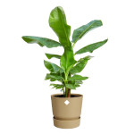Pot greenville rond 40cm sable doré de Elho - Pot en plastique de qualité dans E029