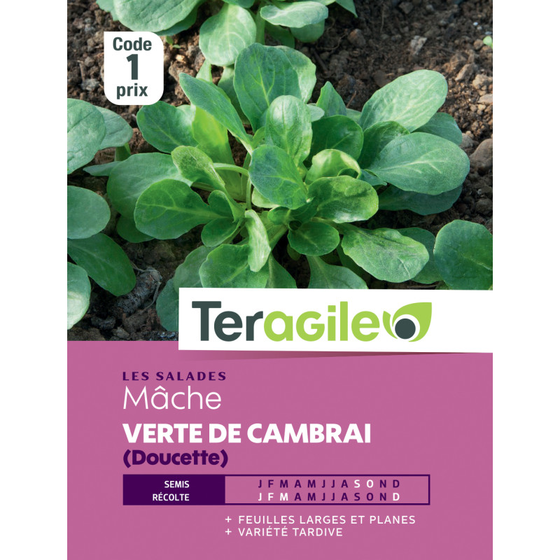 250 Graines De Mâche Verte De Cambrai - Salade D'Hiver Facile à Cultiver Au Jardin